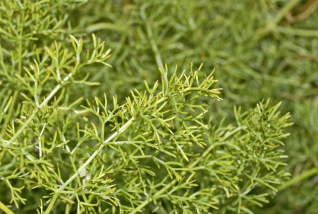 Ferulago campestris / Ferula finocchiazzo